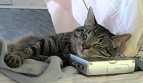 Holiday, the cat, sleeping on the shortwave radio - photograph copyrighted Lorelle VanFossen