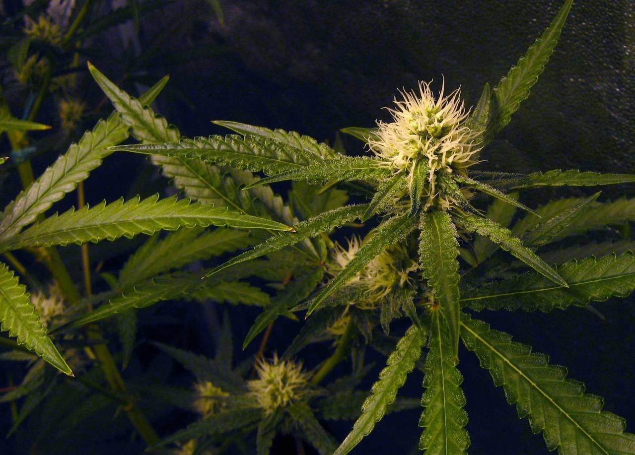 cannabis-flowers-hydroponics-indoors-1318141-1279x916